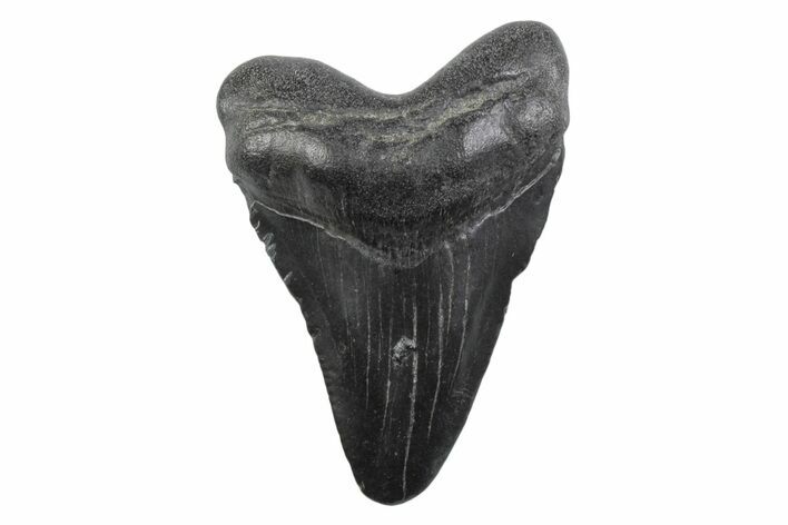 Juvenile Megalodon Tooth - South Carolina #362229